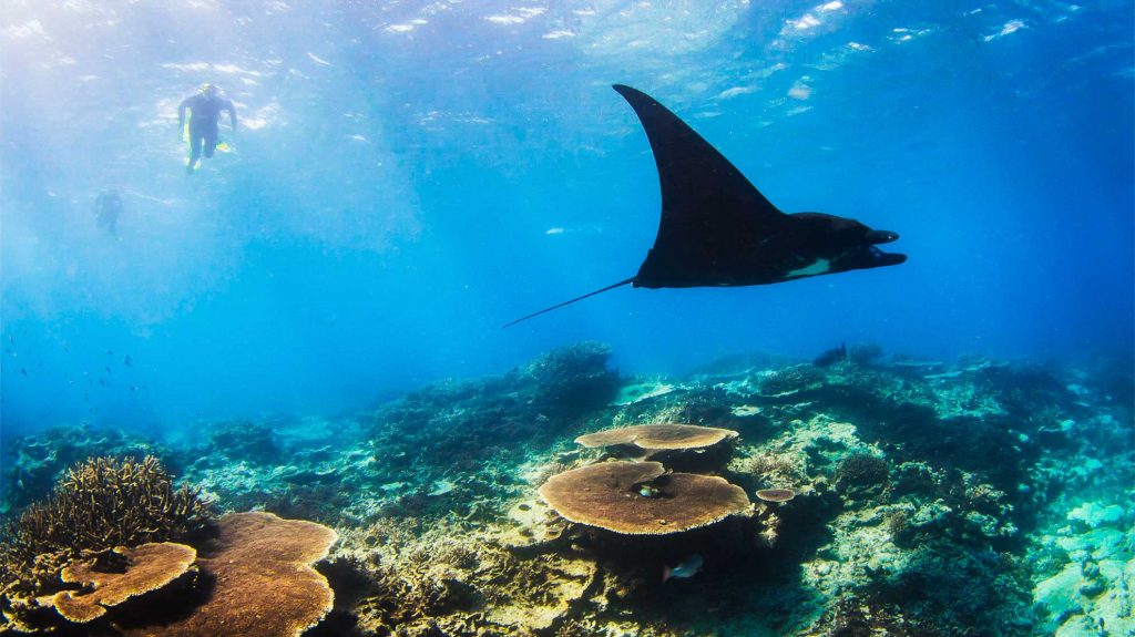 Meet the Majestic Manta Ray's at Lady Musgrave Island