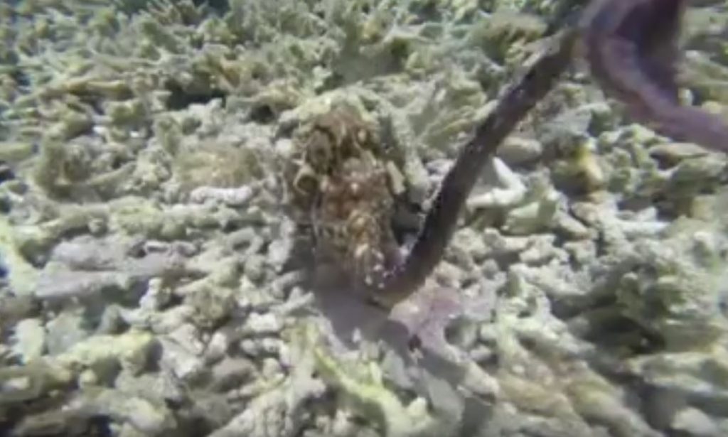 LADY MUSGRAVE ISLAND - OUR OCTOPUS