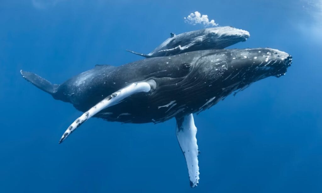 1770reef-humpback-whale-and-baby-1024x614.jpeg